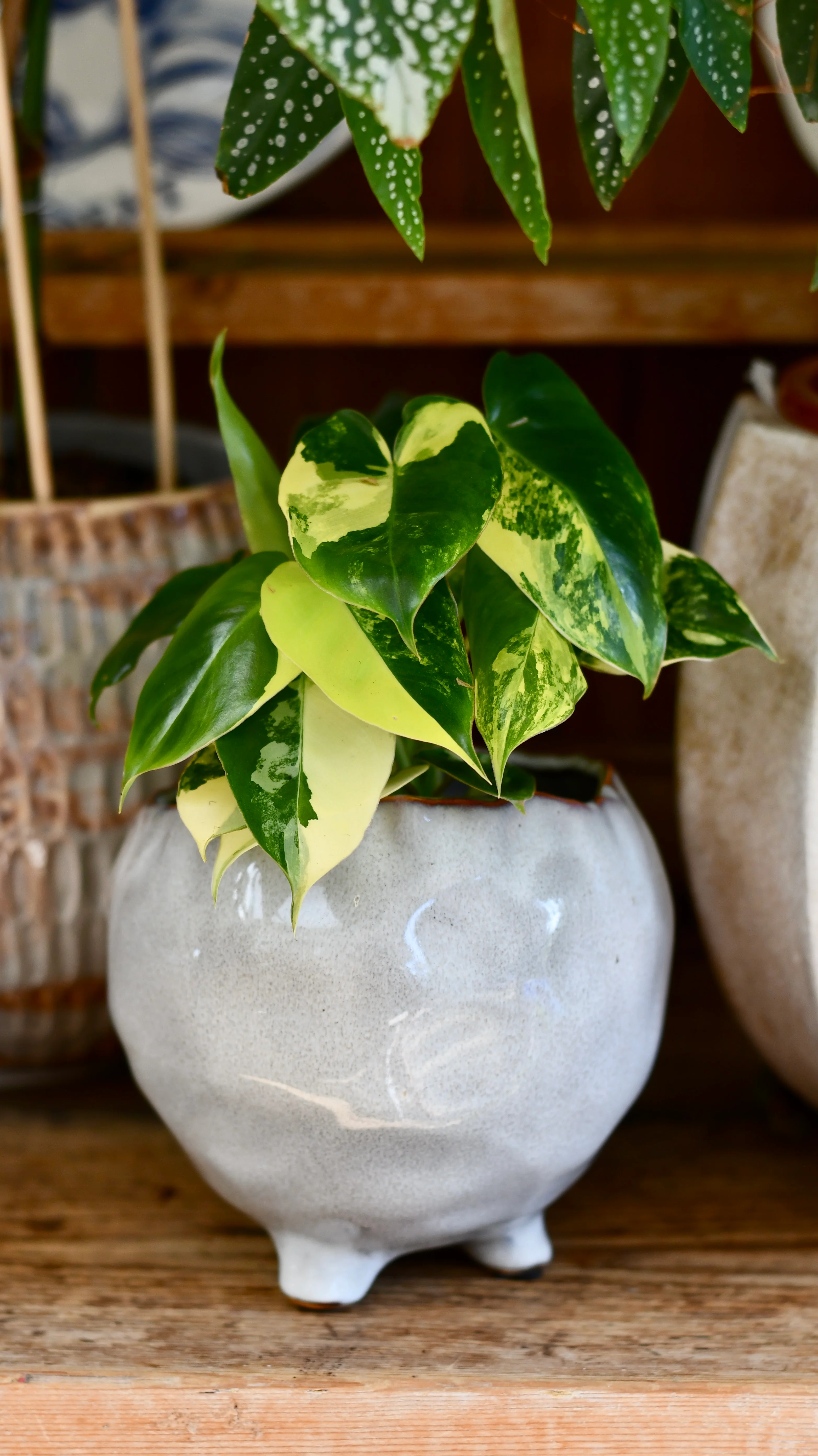 Trending Houseplants